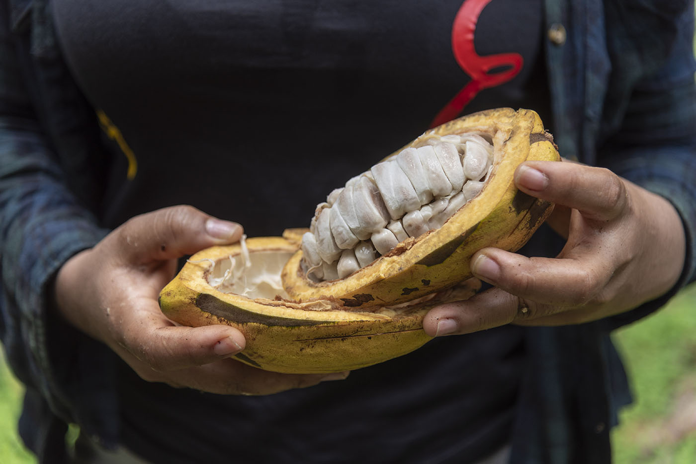 cacao